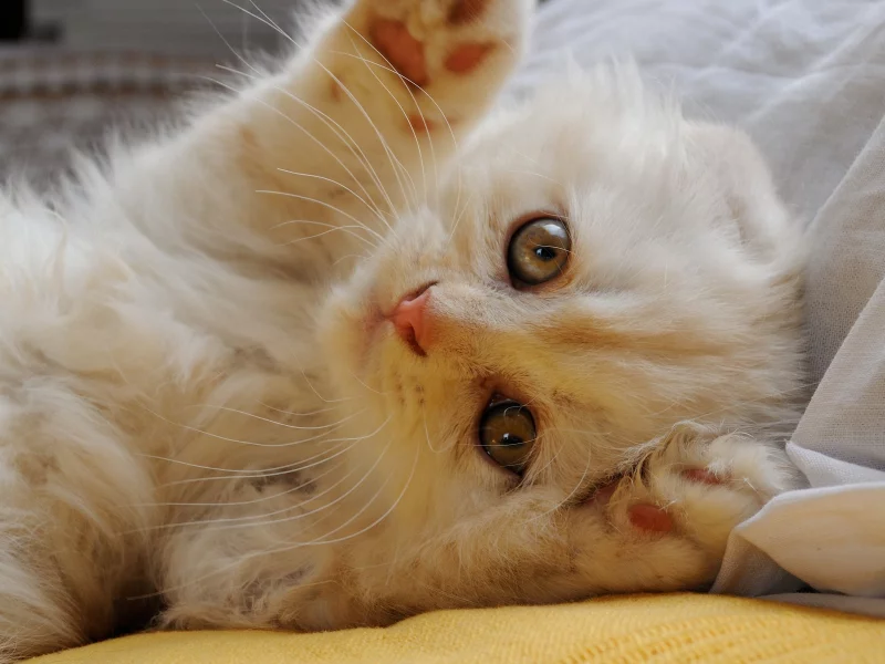 котёнок, лапки
