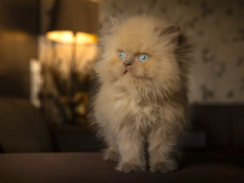 котёнок, рыжий, пушистый, голубые глаза