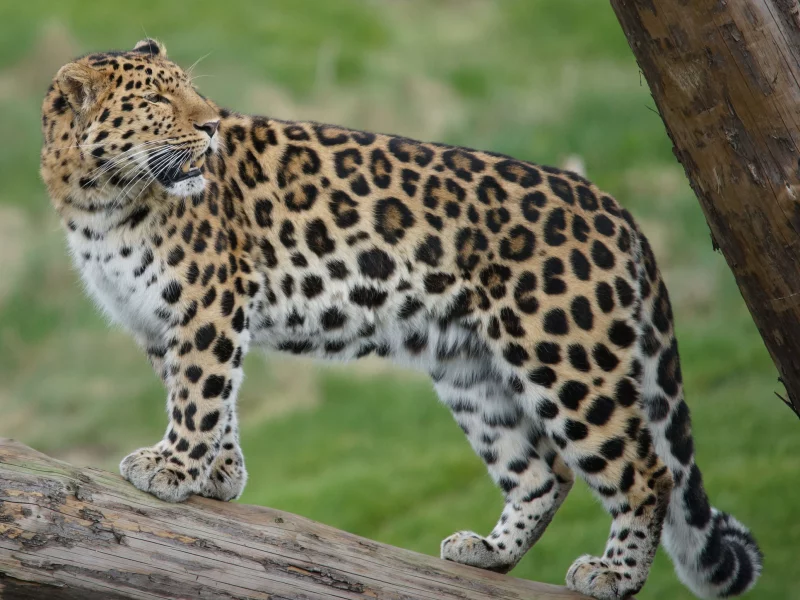 леопард, кот