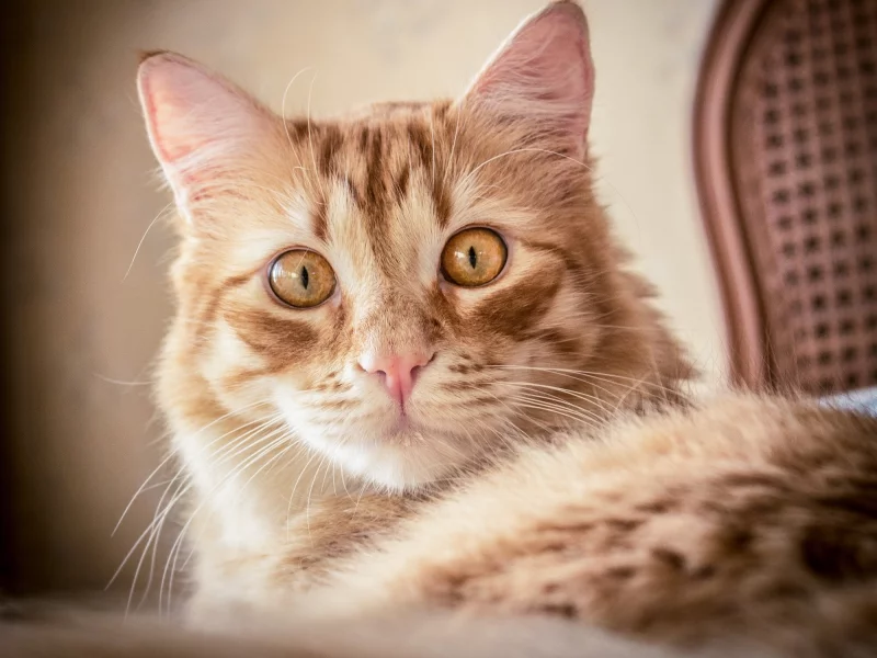 кот, кошка, рыжая, мордочка, взгляд, портрет