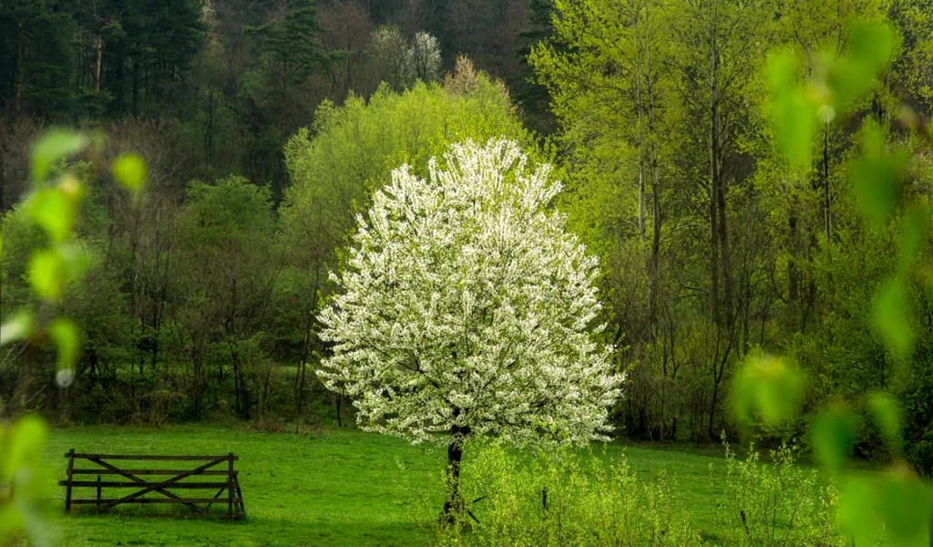 весна, трава, лес, деревья, сад, молодое деревце, цветение, пейзаж, природа