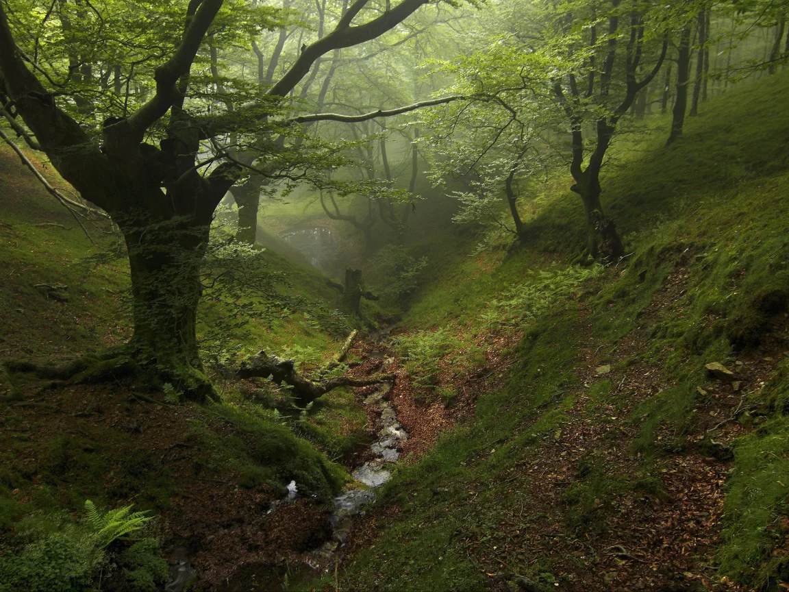 forest, fog, trees, park, green, reflection, beautiful, nature, lake, green, landscapes, nature, trees, grass, parks, garden, sun, summer, sky, wide