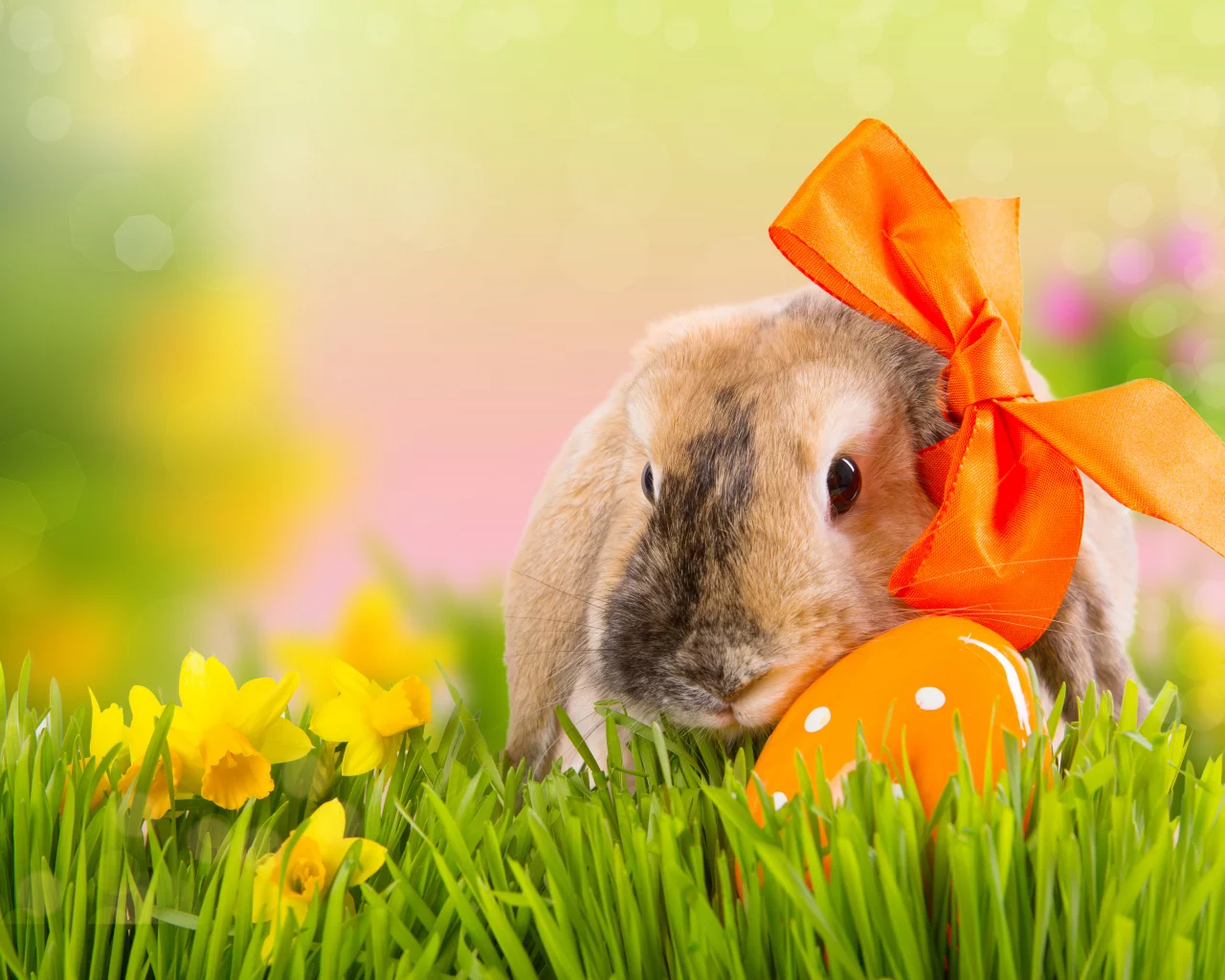 цветы, весна, трава, природа, easter, праздник, пасха