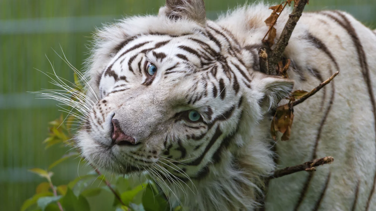 кошка, морда, голубые глаза, белый тигр, взгляд