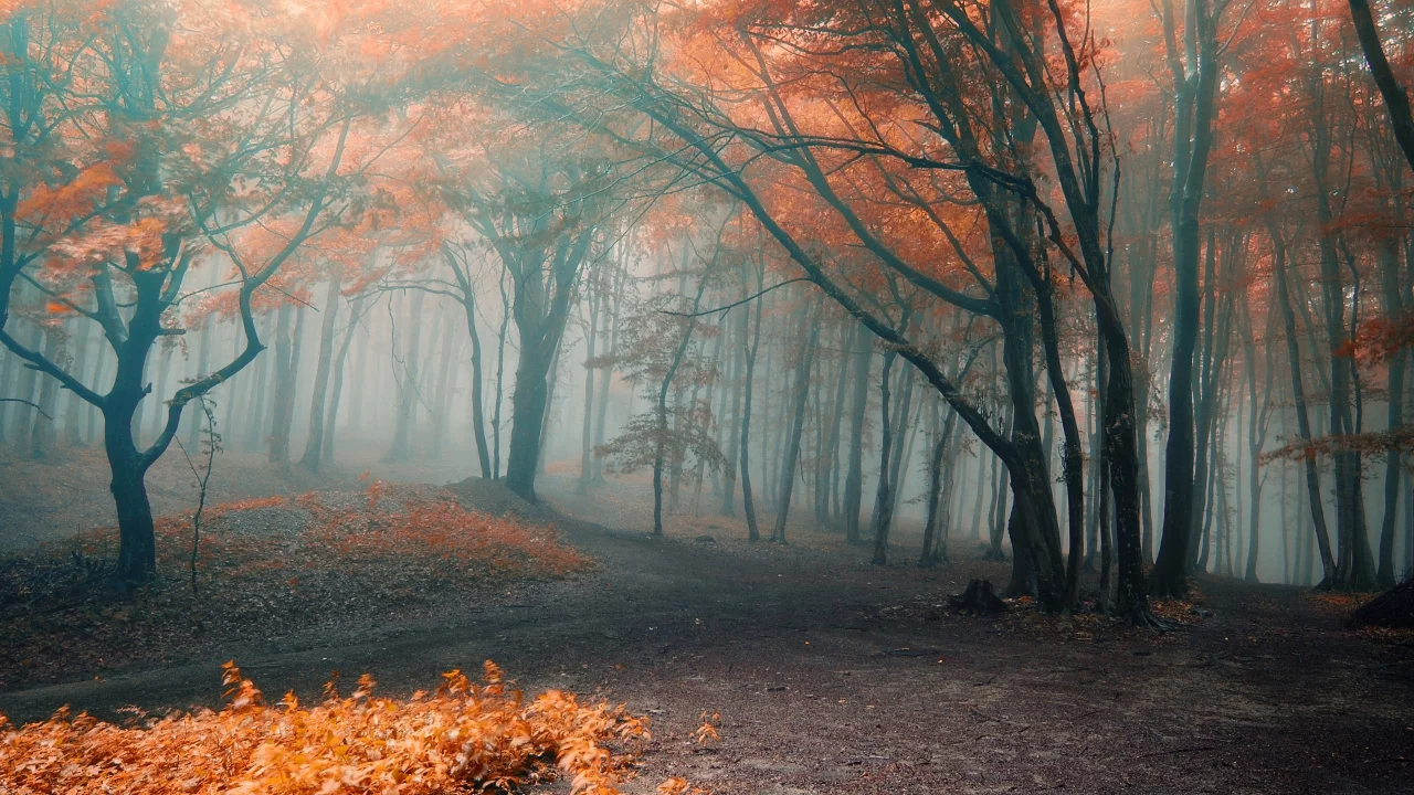 forest, park, green, fog, orange, autumn, leaves, reflection, beautiful, nature, lake, path, garden, sun, summer, sky, wide