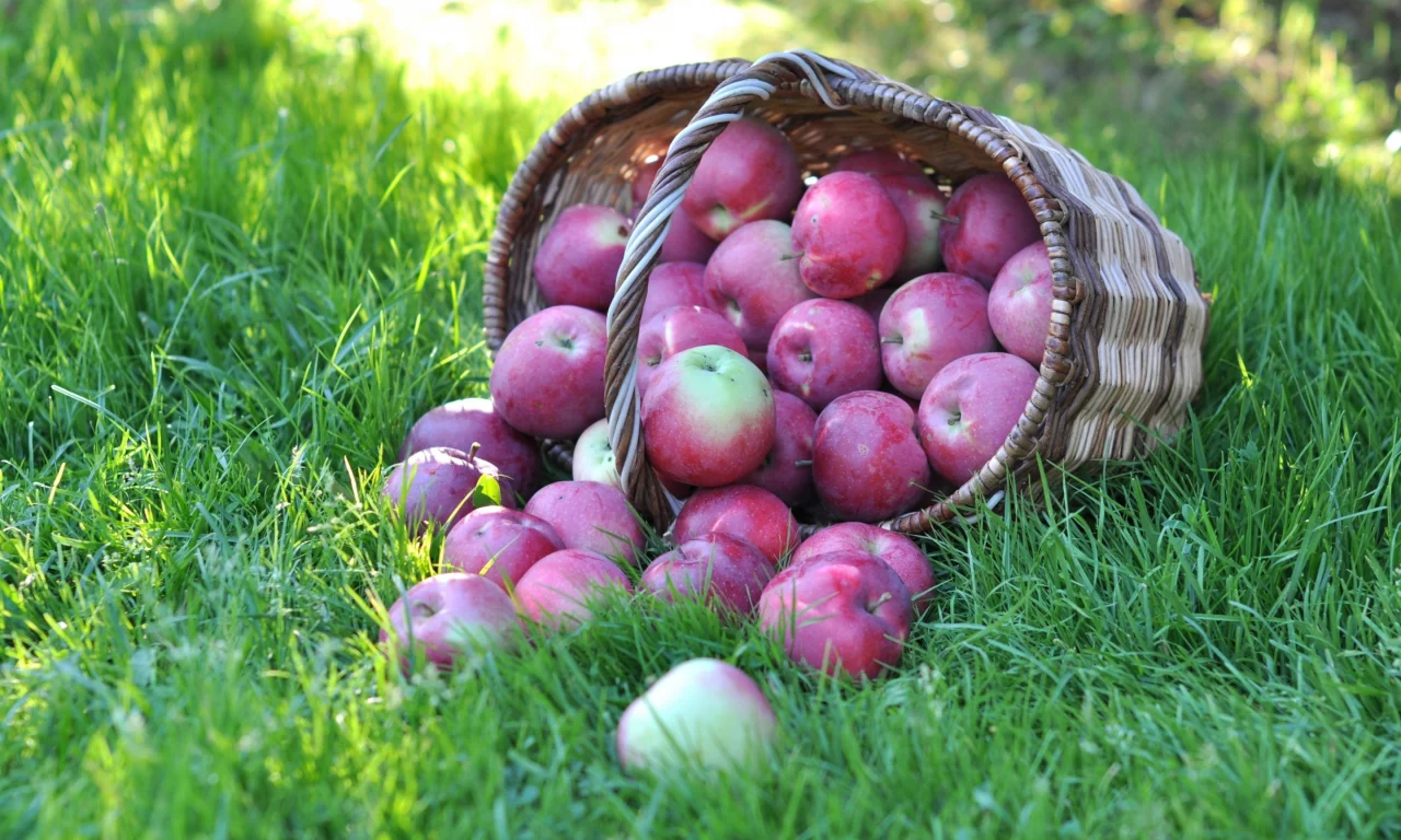 яблоки, урожай, макро, фрукт, корзина