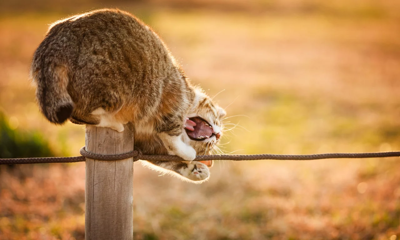 кошка, пасть, столбик, кот, играет, веревка, природа