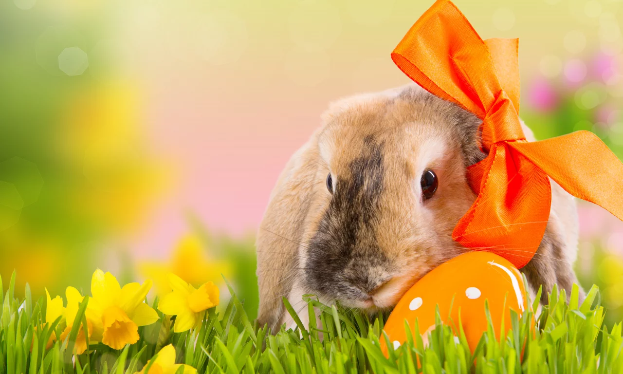 цветы, весна, трава, природа, easter, праздник, пасха