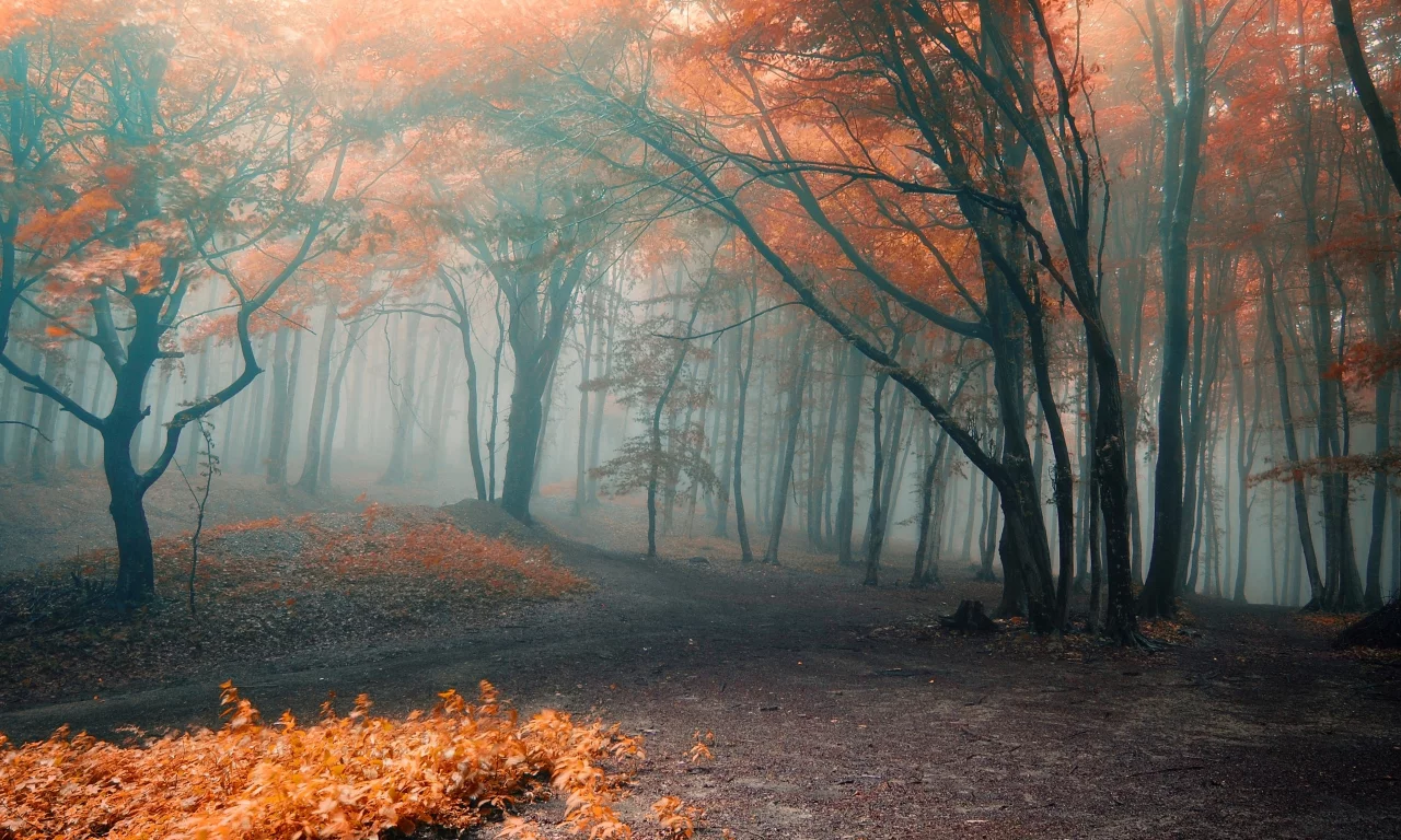 forest, park, green, fog, orange, autumn, leaves, reflection, beautiful, nature, lake, path, garden, sun, summer, sky, wide