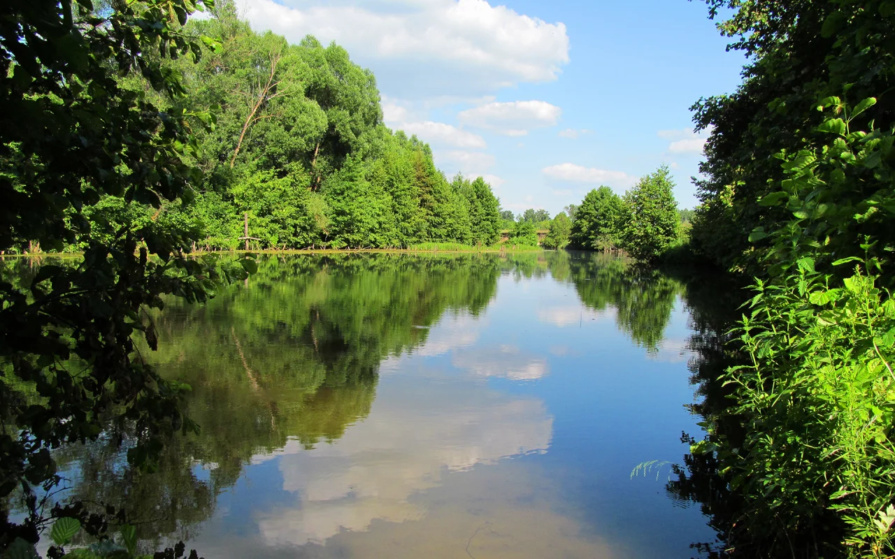 река, лес, деревья, небо, лето