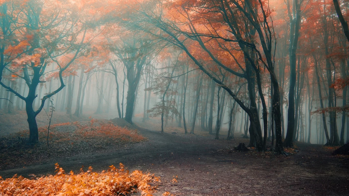 forest, park, green, fog, orange, autumn, leaves, reflection, beautiful, nature, lake, path, garden, sun, summer, sky, wide
