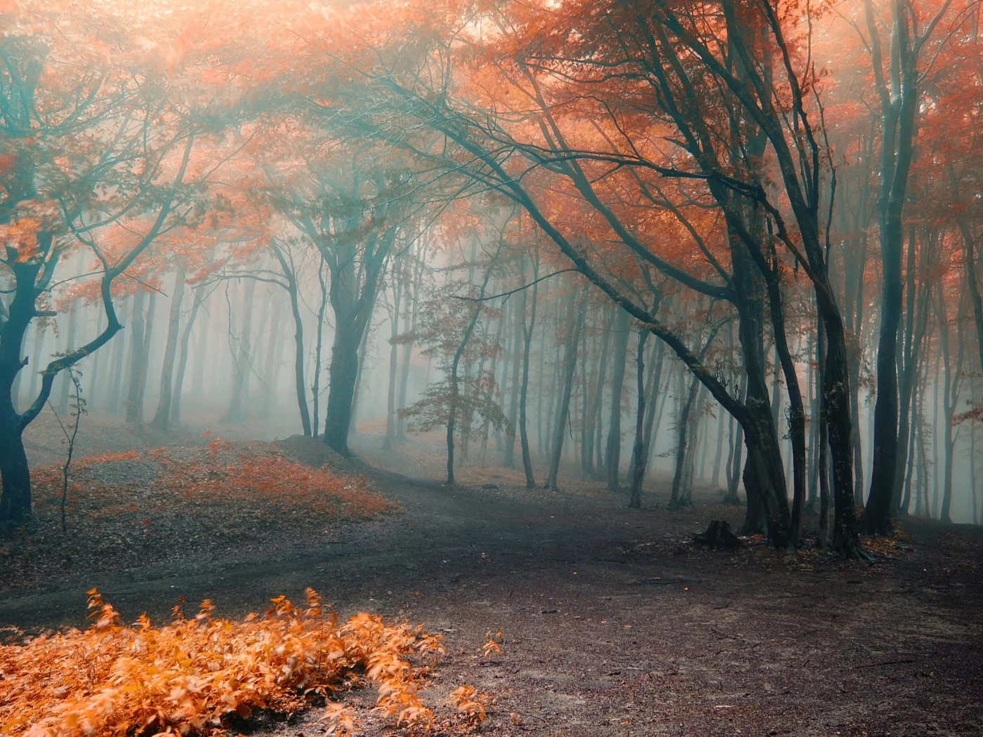 forest, park, green, fog, orange, autumn, leaves, reflection, beautiful, nature, lake, path, garden, sun, summer, sky, wide
