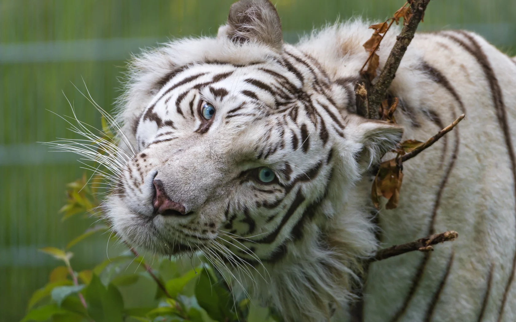 кошка, морда, голубые глаза, белый тигр, взгляд