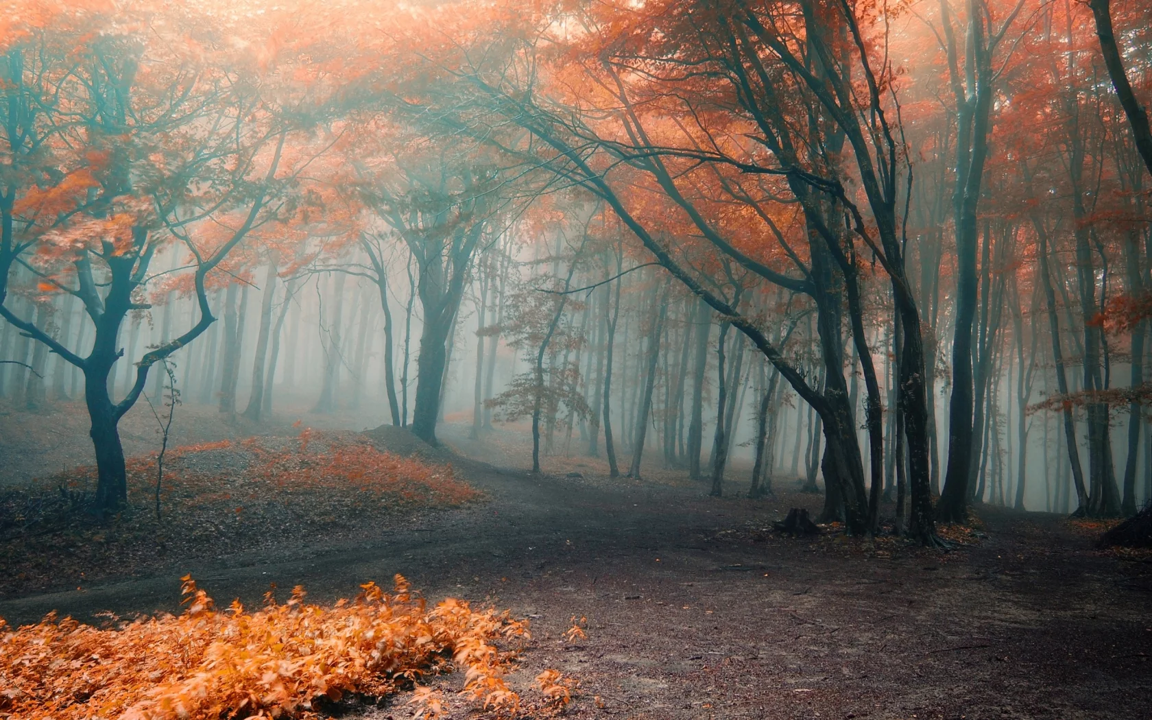 forest, park, green, fog, orange, autumn, leaves, reflection, beautiful, nature, lake, path, garden, sun, summer, sky, wide