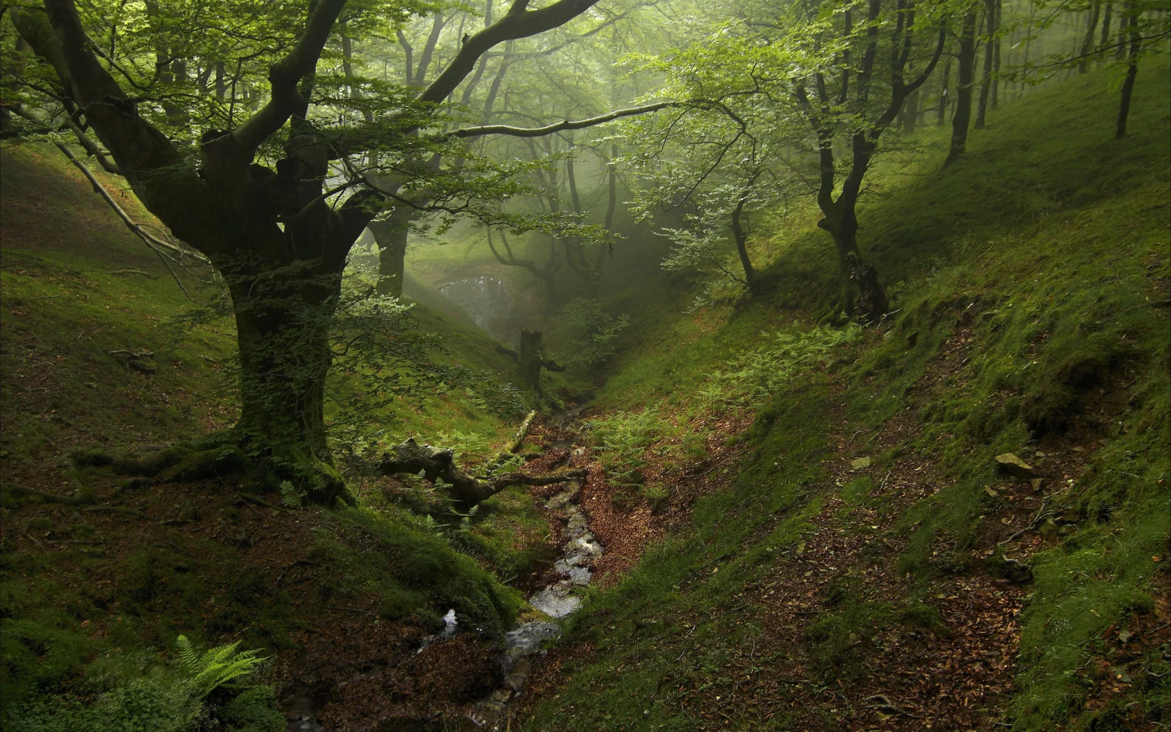 forest, fog, trees, park, green, reflection, beautiful, nature, lake, green, landscapes, nature, trees, grass, parks, garden, sun, summer, sky, wide