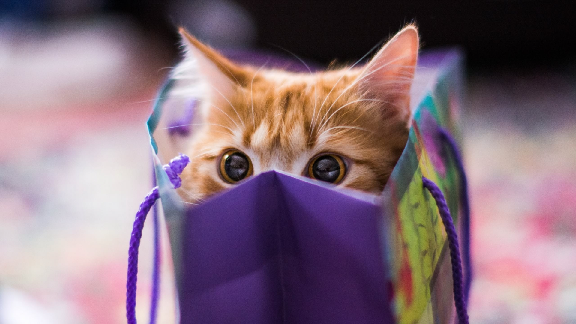 Кот с пакетом на голове