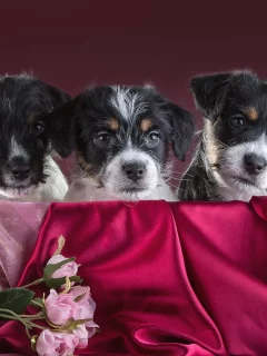 щенки, цветы, розы, ткань, джекрасселтерьер