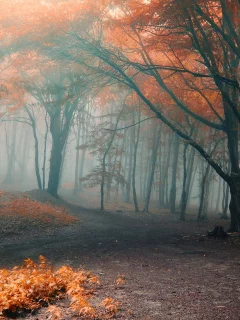forest, park, green, fog, orange, autumn, leaves, reflection, beautiful, nature, lake, path, garden, sun, summer, sky, wide
