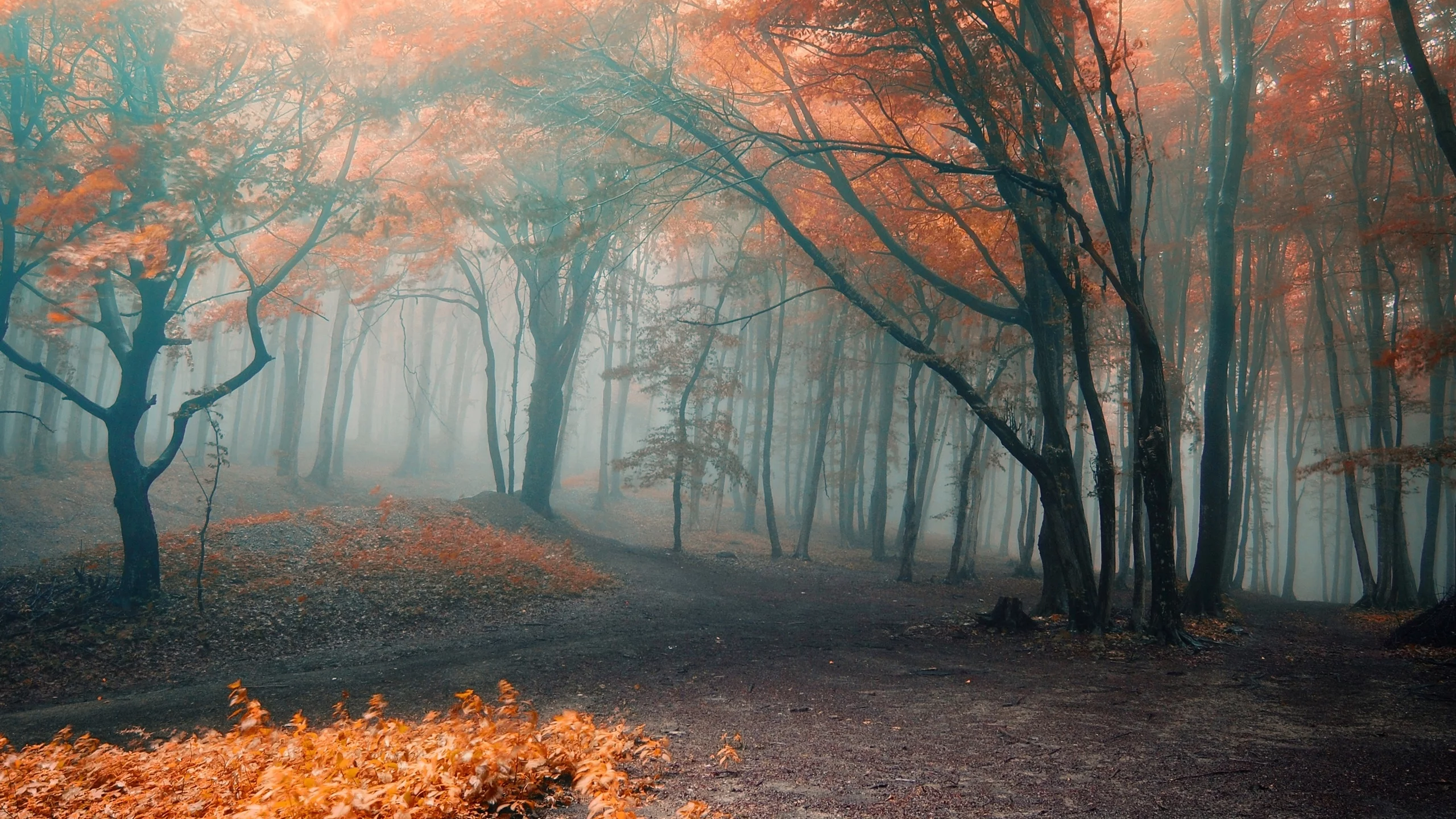 forest, park, green, fog, orange, autumn, leaves, reflection, beautiful, nature, lake, path, garden, sun, summer, sky, wide