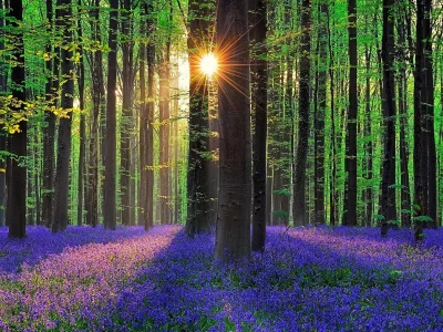 forest, flowers, bells, sun, belgium, park, green, reflection, beautiful, nature, lake, green, landscapes, nature, trees, grass, parks, garden, sun, summer, sky, wide