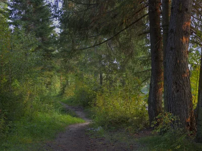 лес, деревья, дорожка, природа, пейзаж