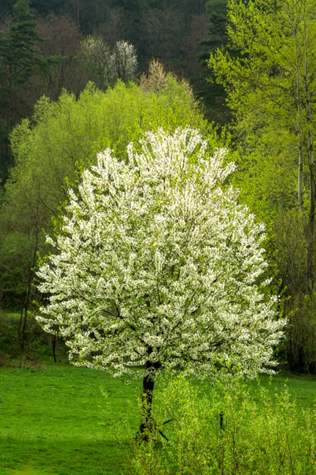 весна, трава, лес, деревья, сад, молодое деревце, цветение, пейзаж, природа
