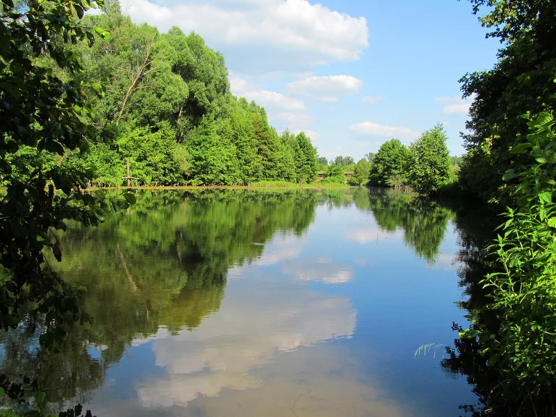 река, лес, деревья, небо, лето