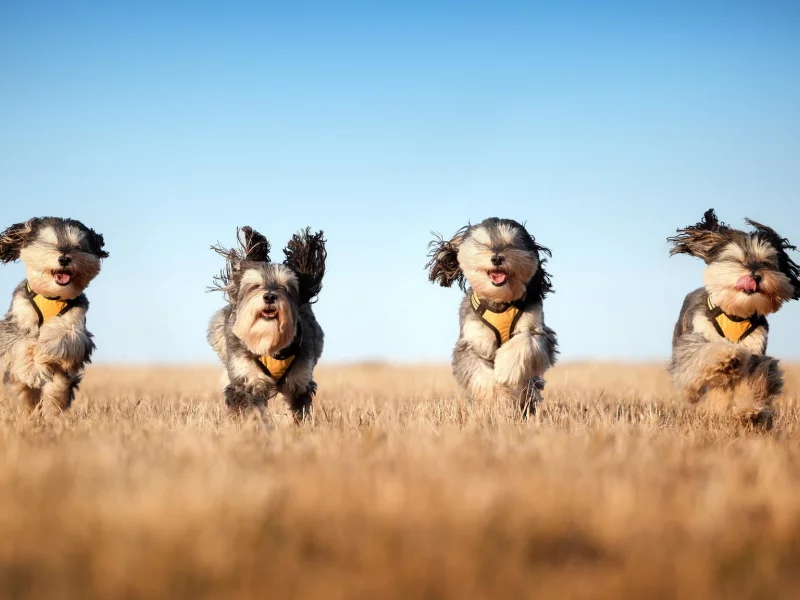 the mushketeers, бег, собаки, поле