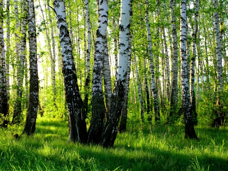 роща, березы, лето