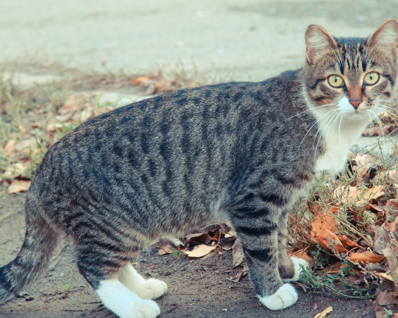 осень, cat, коте, кот, кошка, глаза