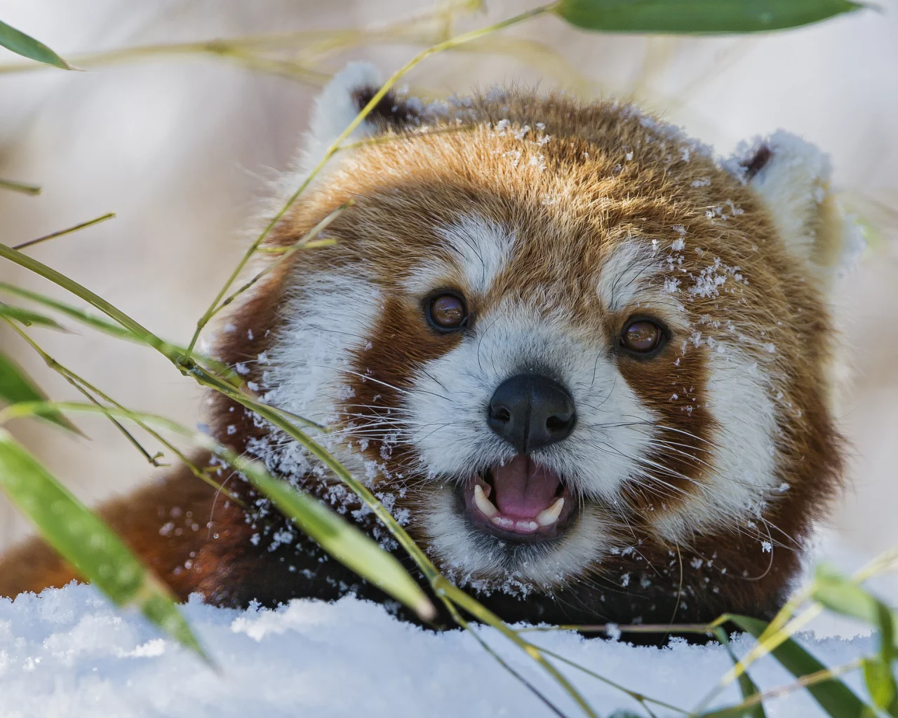 firefox, морда, снег, красная панда, бамбук, зима