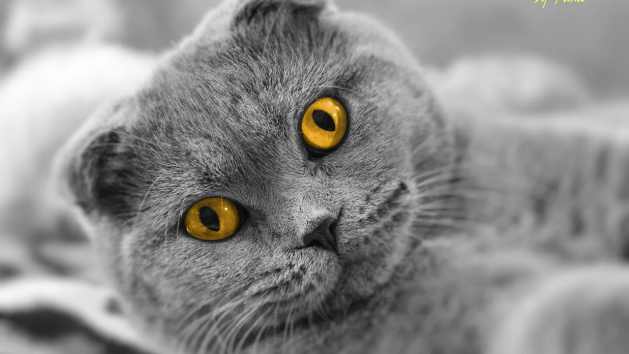 scottish fold, взгляд, кот, шотландский вислоухий