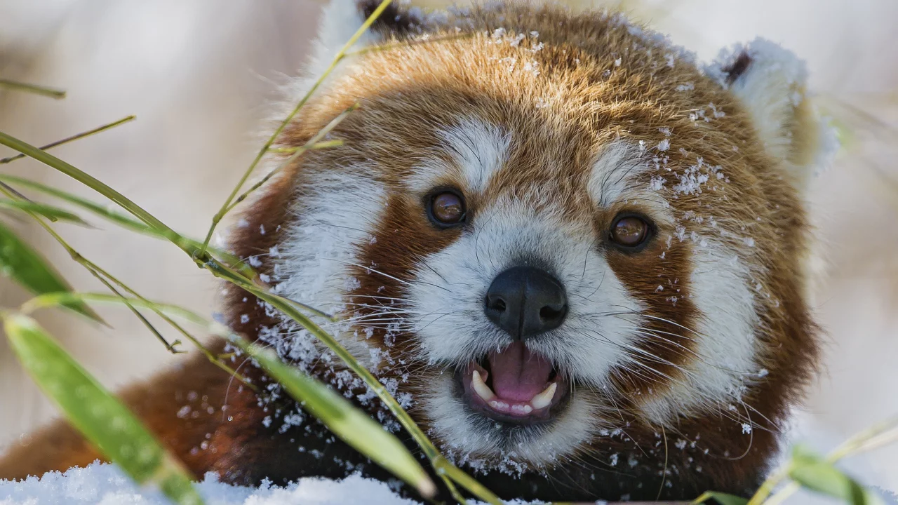 firefox, морда, снег, красная панда, бамбук, зима