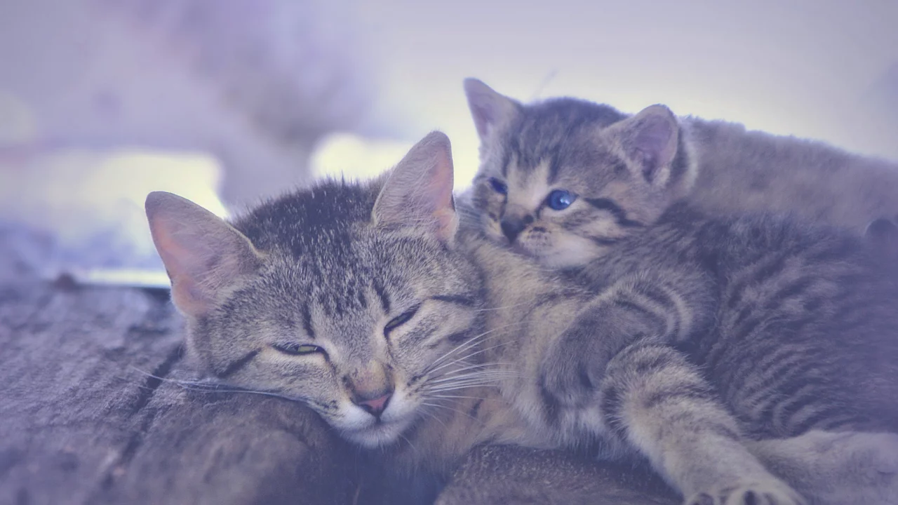 кошка, котёнок, материнство