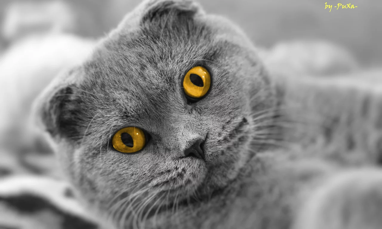 scottish fold, взгляд, кот, шотландский вислоухий