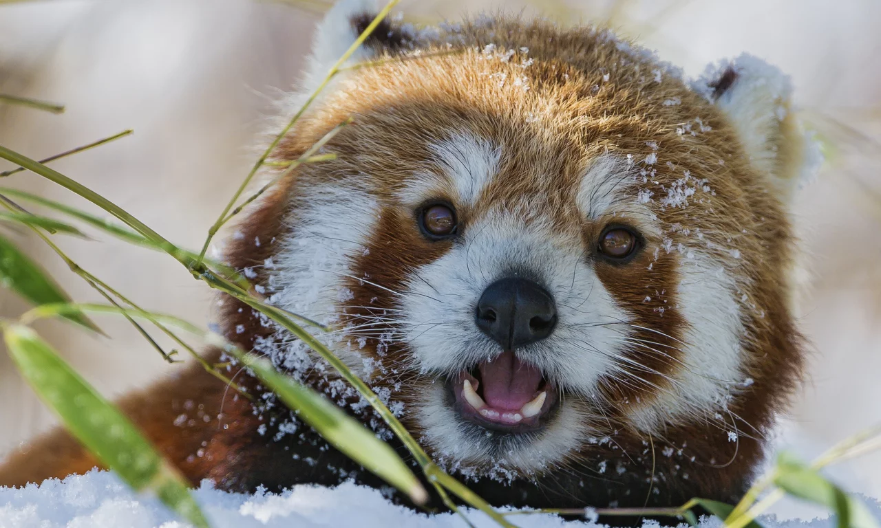 firefox, морда, снег, красная панда, бамбук, зима