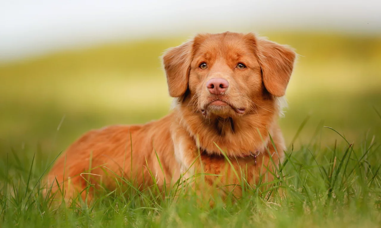 взгляд, морда, рыжий, retriever