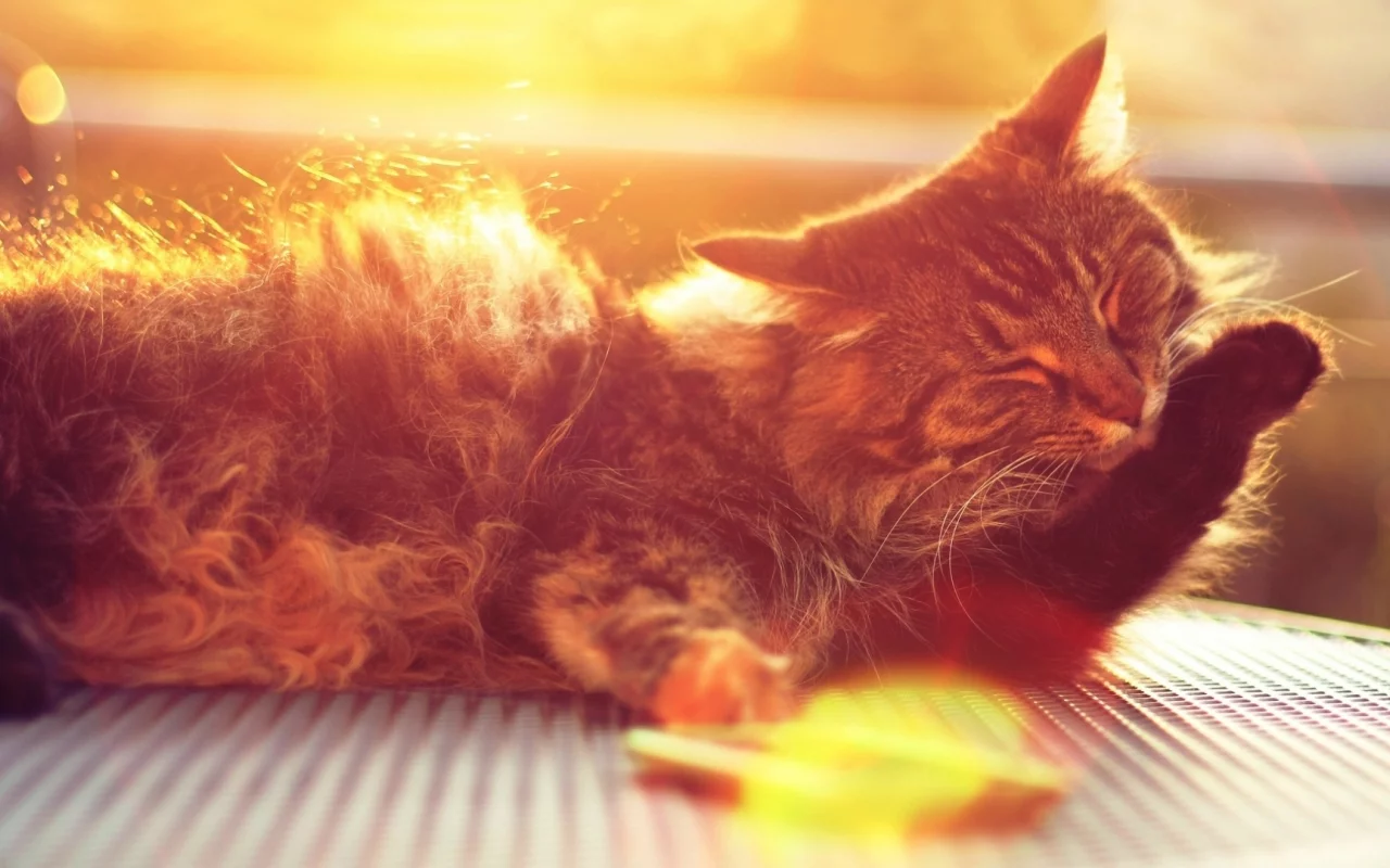 кот, солнце, шерсть, лапка, морда, лапа, кошки, кошка