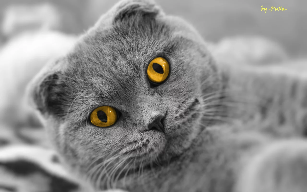 scottish fold, взгляд, кот, шотландский вислоухий