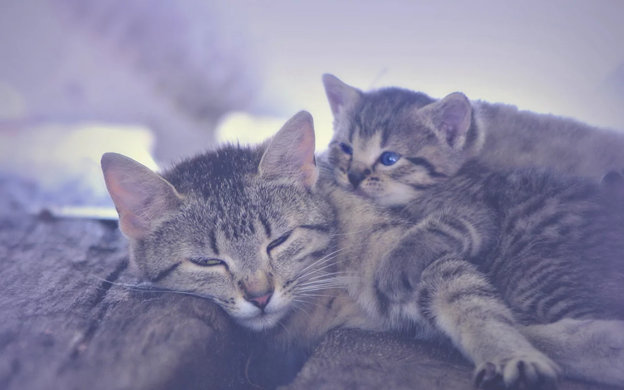 кошка, котёнок, материнство