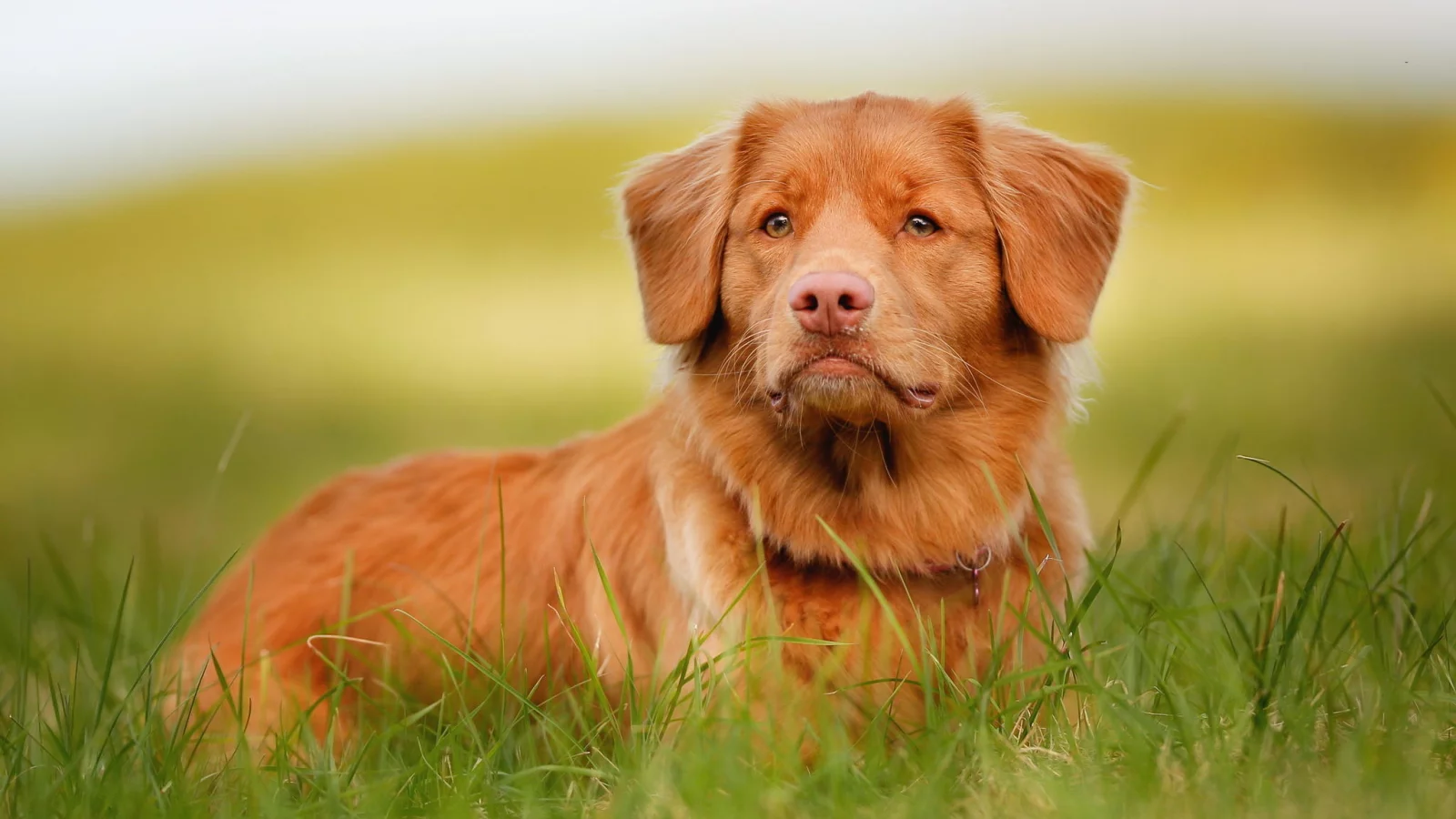 взгляд, морда, рыжий, retriever