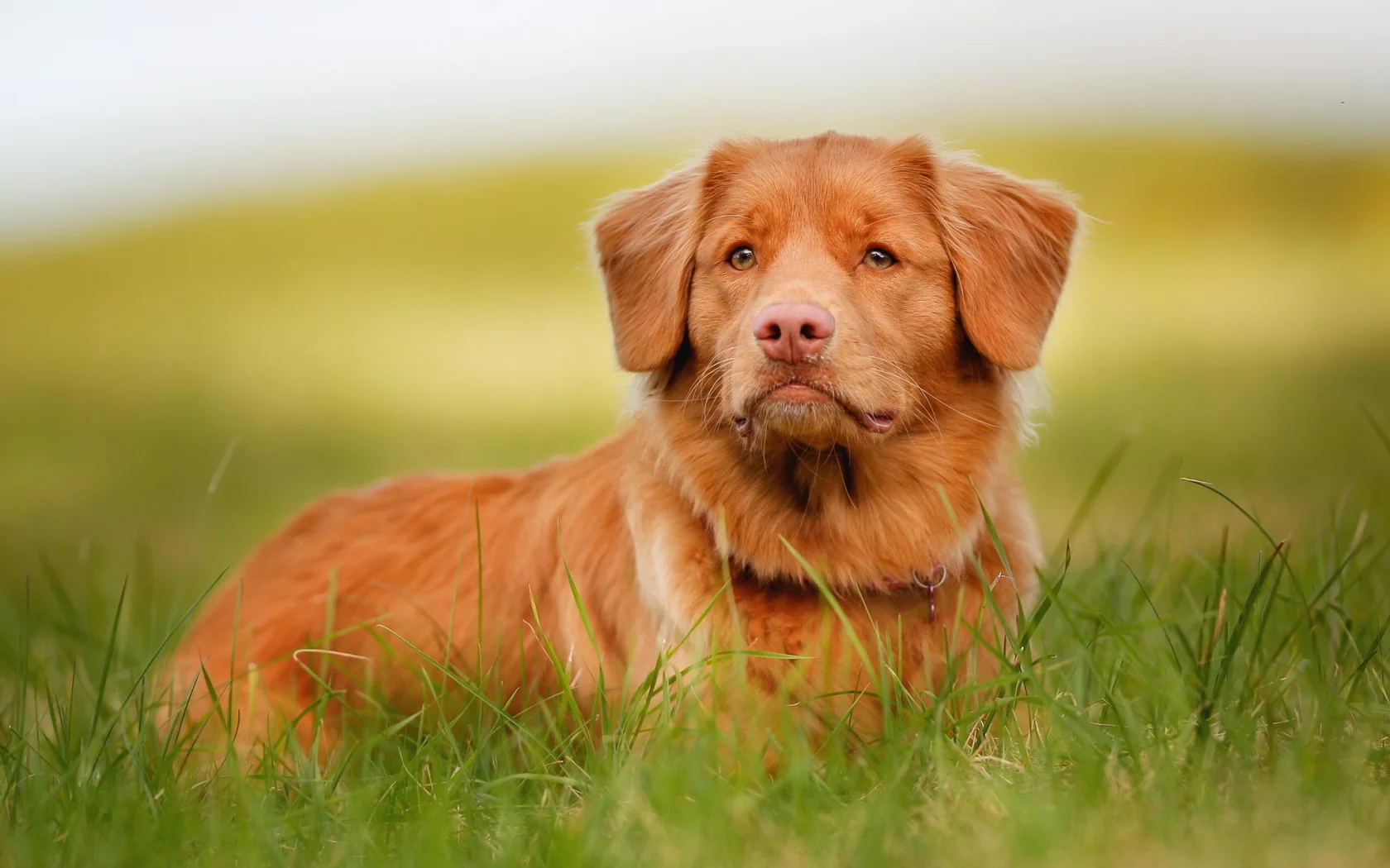 взгляд, морда, рыжий, retriever