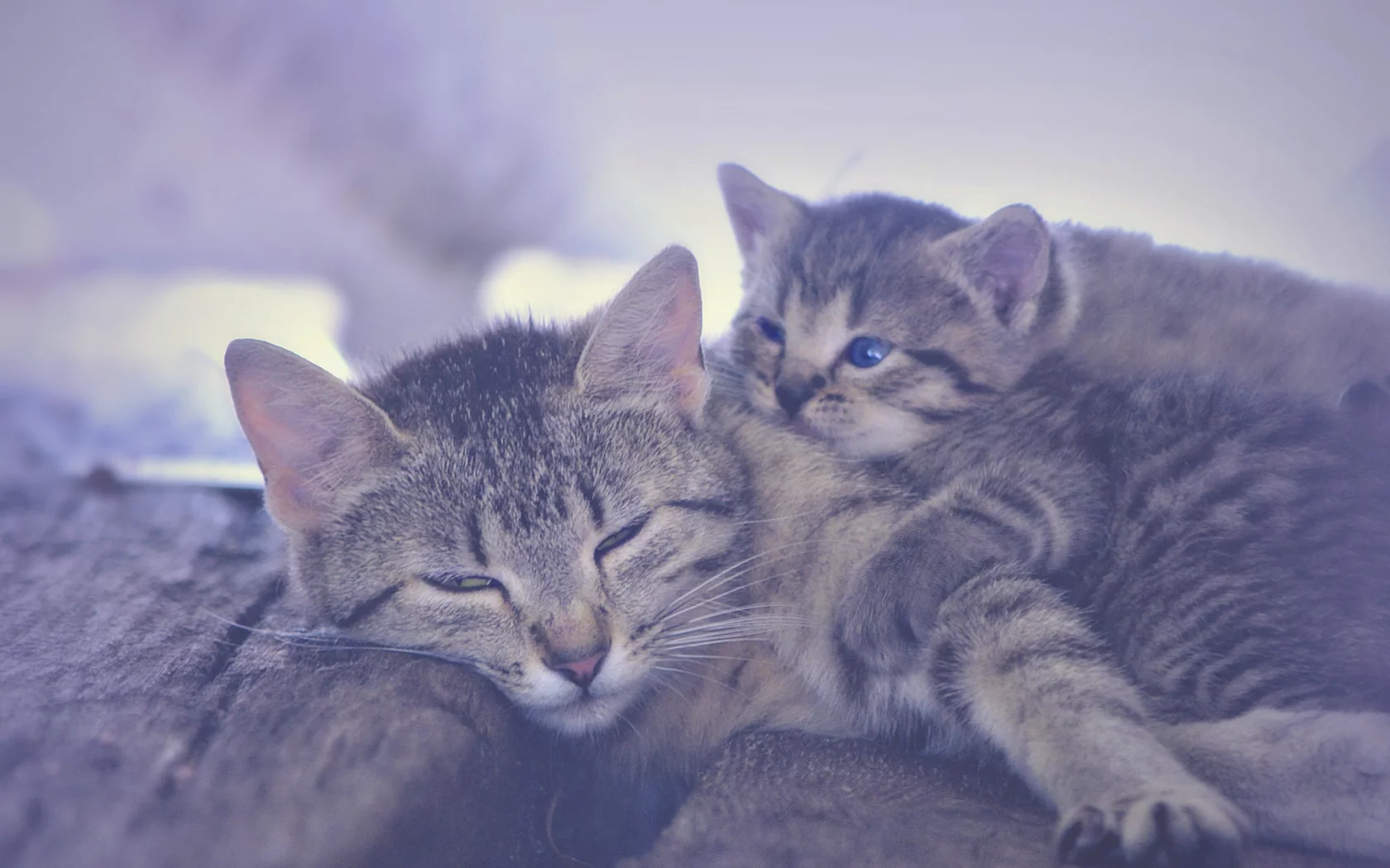 кошка, котёнок, материнство