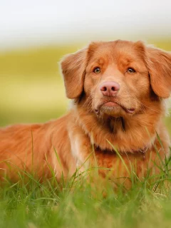 взгляд, морда, рыжий, retriever
