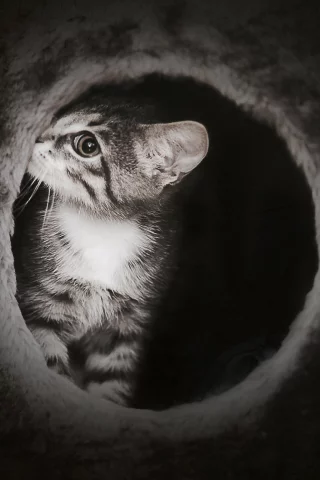котик, темно, cat, милый, котенок, киска, таинственный
