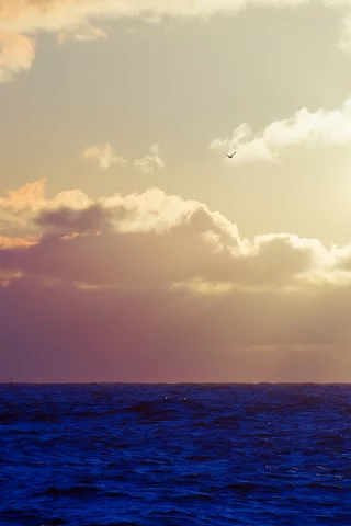чайка, небо, солнце, волны, море, облака, птица