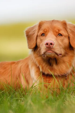 взгляд, морда, рыжий, retriever