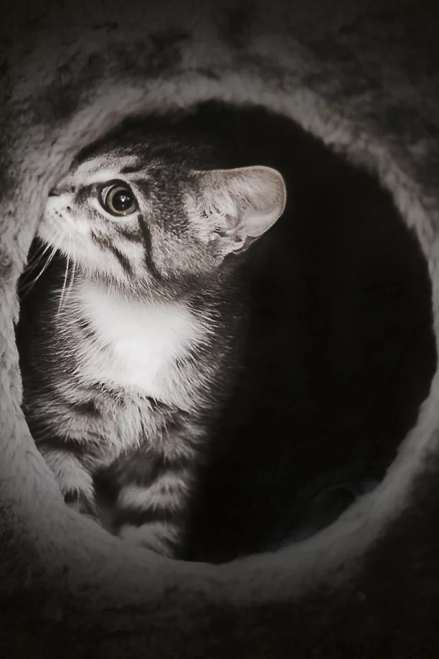 котик, темно, cat, милый, котенок, киска, таинственный