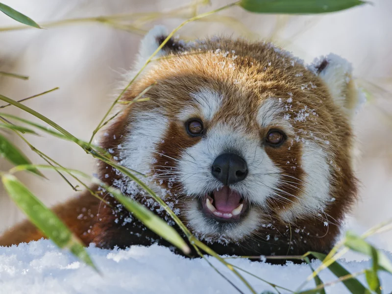 firefox, морда, снег, красная панда, бамбук, зима