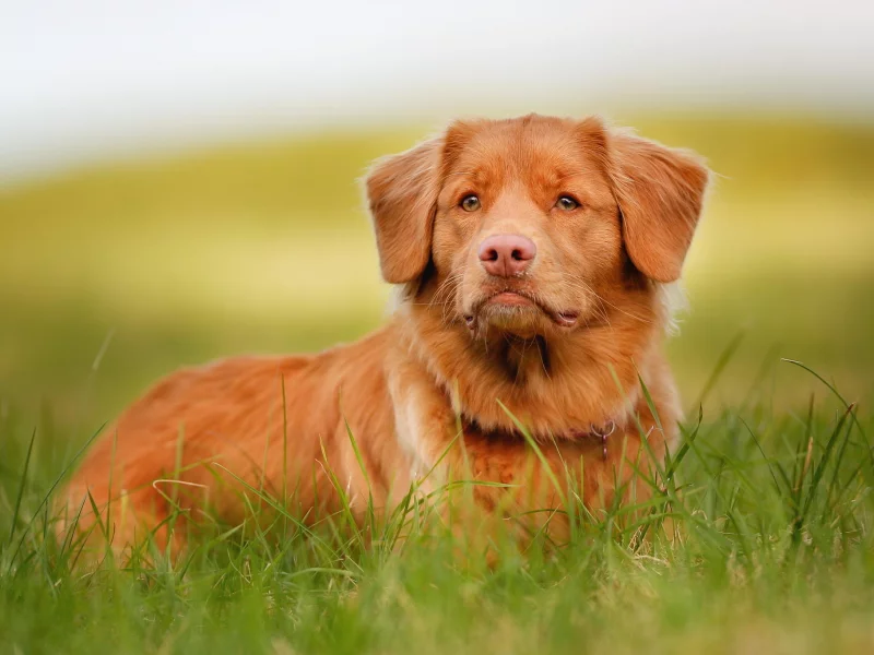 взгляд, морда, рыжий, retriever